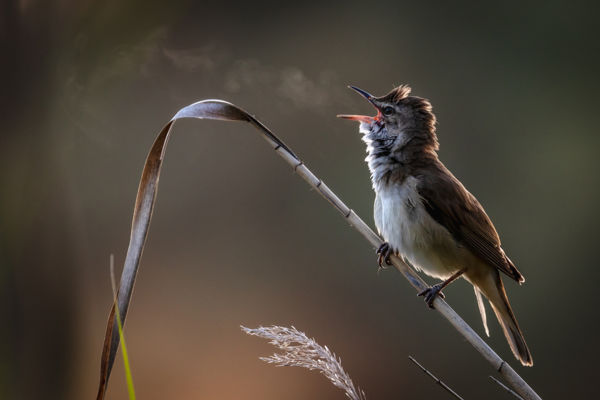 Megszülettek a VM májusi fotópályázatának eredményei