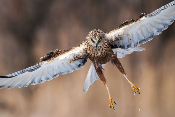 A barna rétihéja násztánca és ismertetése