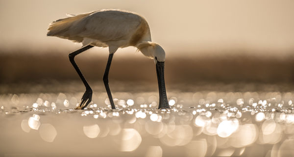 Kanalasgémek a Pacsmagi-tavakon