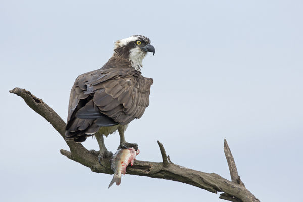 Fenséges ragadozók – Vonulnak a halászsasok a Kis-Sárréten