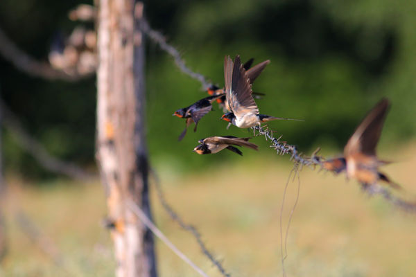 Billegetők, fecskék, seregélyek – Madárvonulás a nádasokban