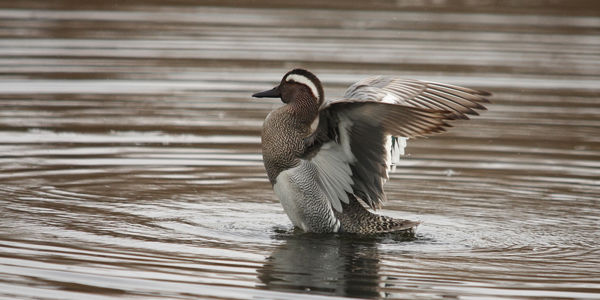 A kardoskúti Fehér-tóra megérkezett az év madara, a böjti réce