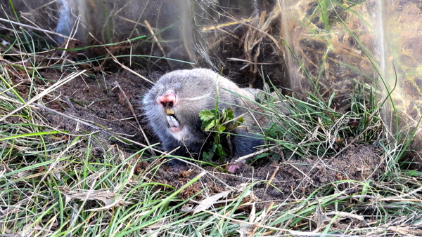 Veszélyeztetett, kevesebb van belőle, mint az óriáspandából, Magyarországon él, mi az?