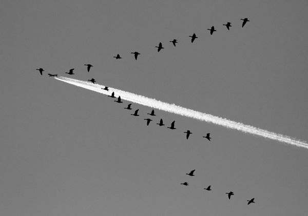 Már nem rejtély, hogyan tájékozódnak a vándormadarak