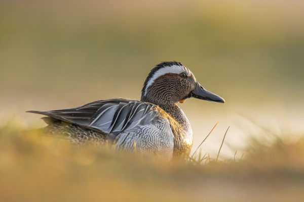A böjti réce az idei év madara