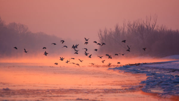 Változatos madárvilág a Biharugrai-halastavakon