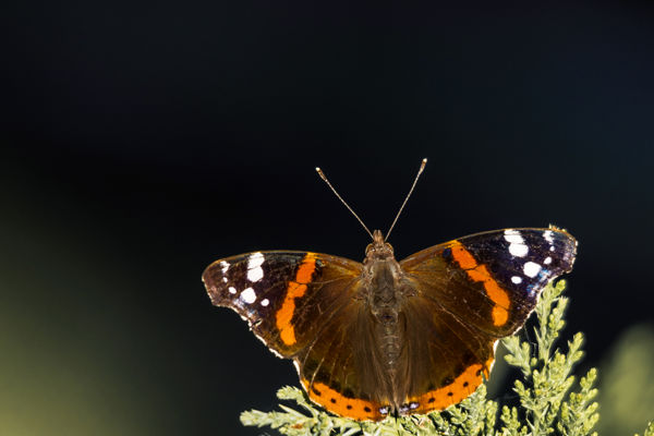 Az enyhe időben előbújtak az atalantalepkék és a kis tavaszi araszolók