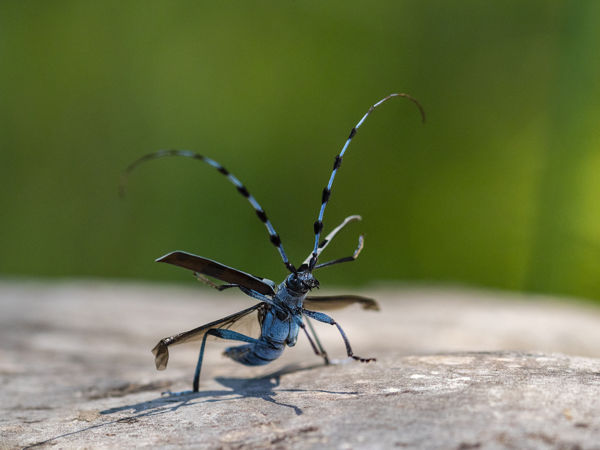 A havasi cincérről (Rosalia alpina) 4 percben