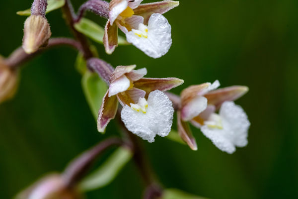 A mocsári nőszőfű lett az Év Vadvirága!