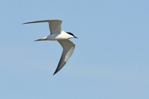 Kacagócsér bukkant fel a rózsási rizstelepen