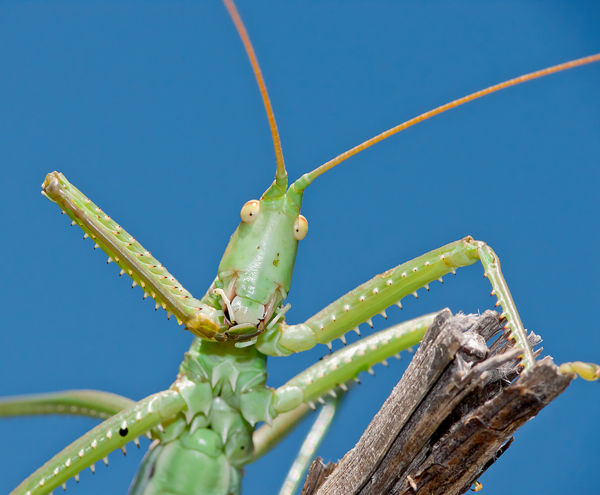 A bugaci puszta rejtélyes lakója