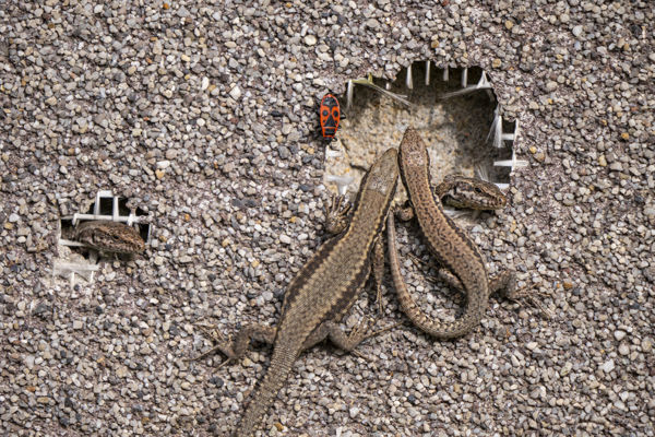 Ismerjük meg a fali gyíkot