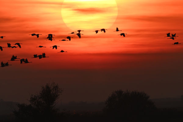 Élénkülő, látványos madárvonulás a Kis-Sárréten