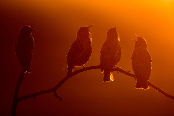 Egyre népesebb seregélycsapatok kísérik a nyájakat a nyári pusztán