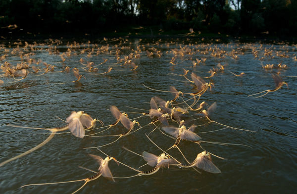 Kérészek tánca a marosi naplementében