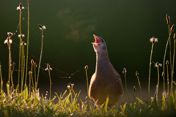Rég látott madárfajt, egy harist észleltek a Nagy-Zsombékban