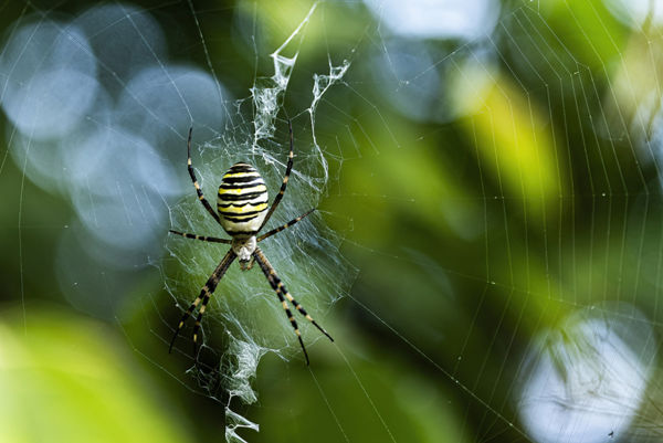 Mostanában gyakran találkozhatunk ezekkel az impozáns pókfajokkal