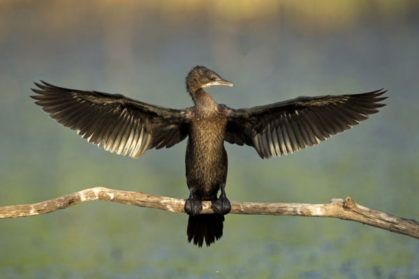 Kis kárókatonák népes csapatai látogattak a Cserebökényi pusztákra