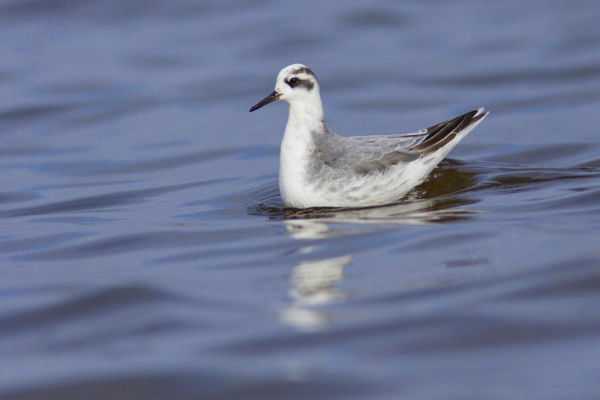 Északi tengerekhez kötődő madárfaj került szem elé Fonyódligeten