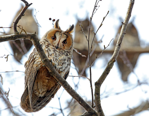 Idén is leltárba veszik az erdei fülesbagoly telelőhelyeket – Csatlakozzon Ön is!