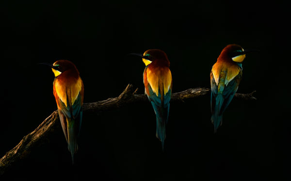 A Maros-ártérbe visszatértek a színpompás gyurgyalagok