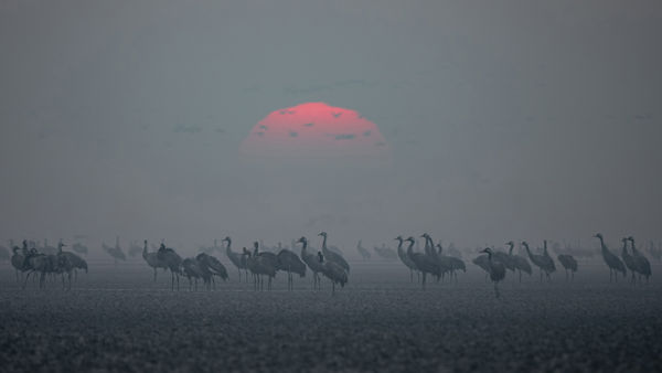 Telelő darvak a kardoskúti Fehér-tónál