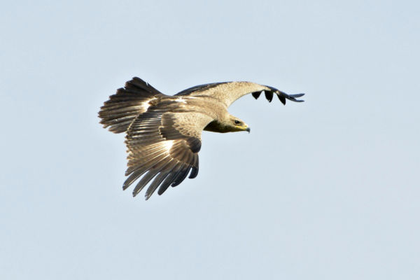 Nagyszámú békászó sas táplálkozik a Kis-Sárréten