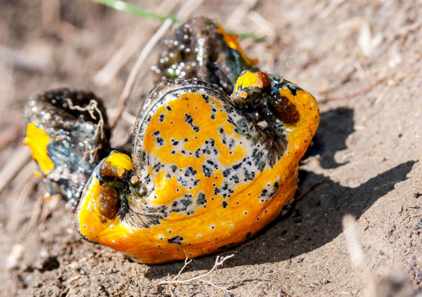 A sárgahasú unka az év kétéltűje 2025-ben