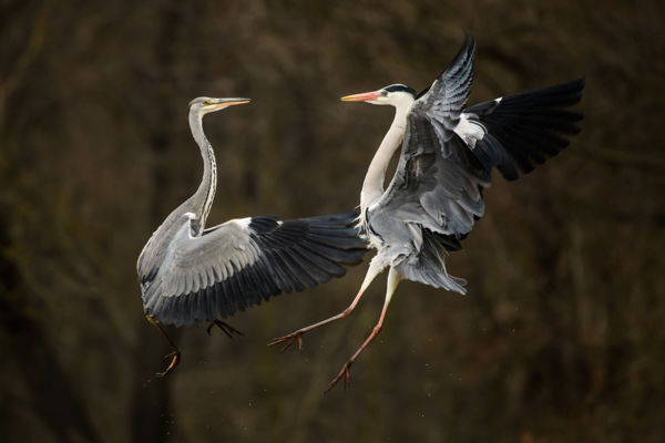 Nászruhát öltöttek a Maros-menti szürke gémek