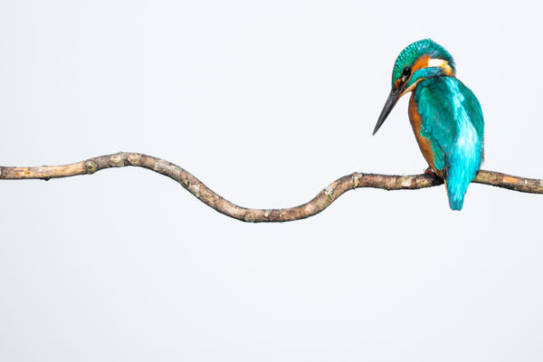 Uszadékfákról lesnek zsákmányra a gémek és a jégmadarak