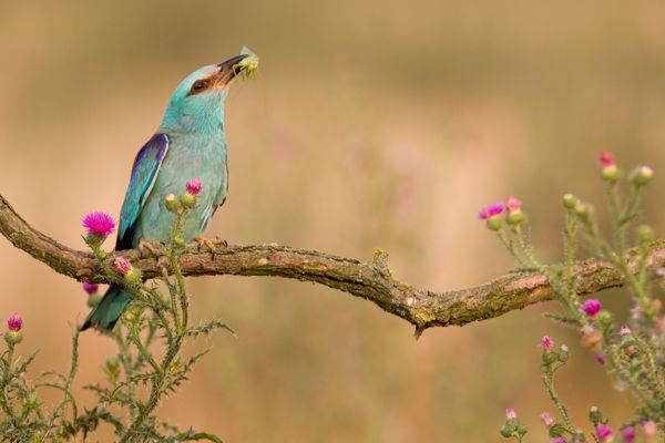 A Dél-Alföldön már kirepültek a szalakótafiókák
