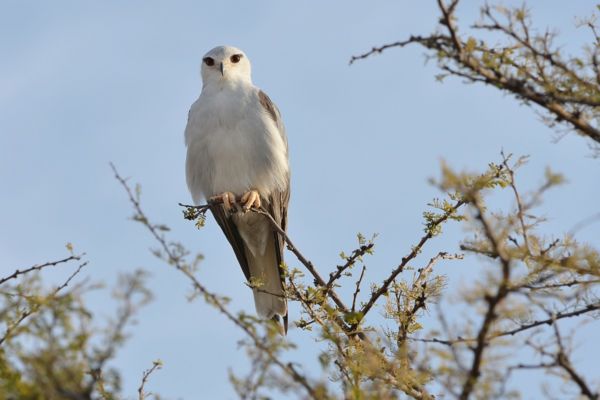 Újra feltűnt egy rendkívül ritka kóborló, a kuhi