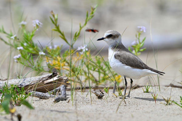 Ismerős széki lilék tűntek fel a Felső-Kiskunságban!