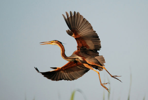 Idén is szép számban költöttek vörös gémek a Kis-Sárréten