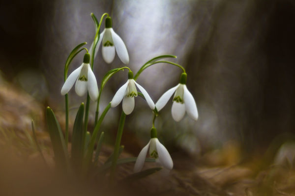 Pompájával díszíti a kikeleti hóvirág a Duna-menti ligeterdőket