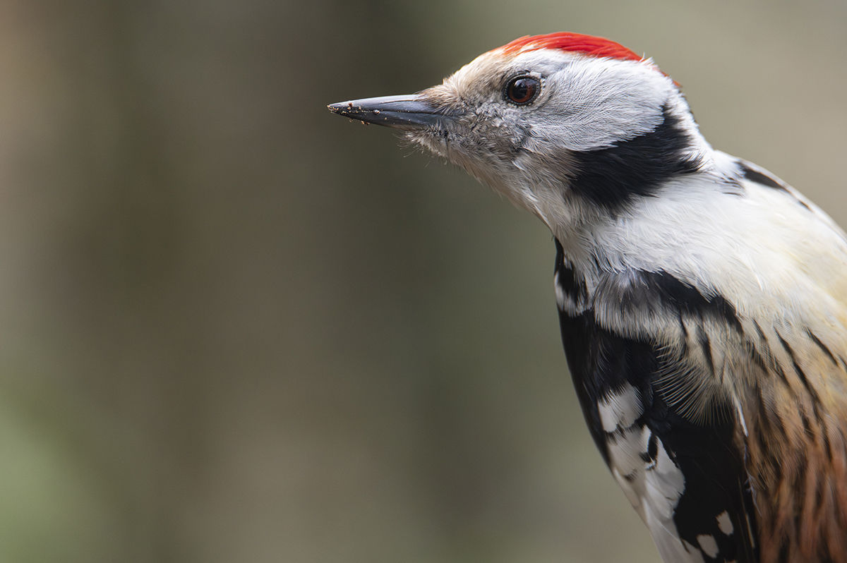 Nyávogó harkályok