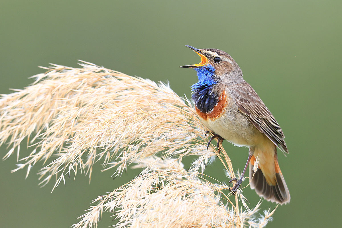Már hevesen udvarolnak a hím kékbegyek