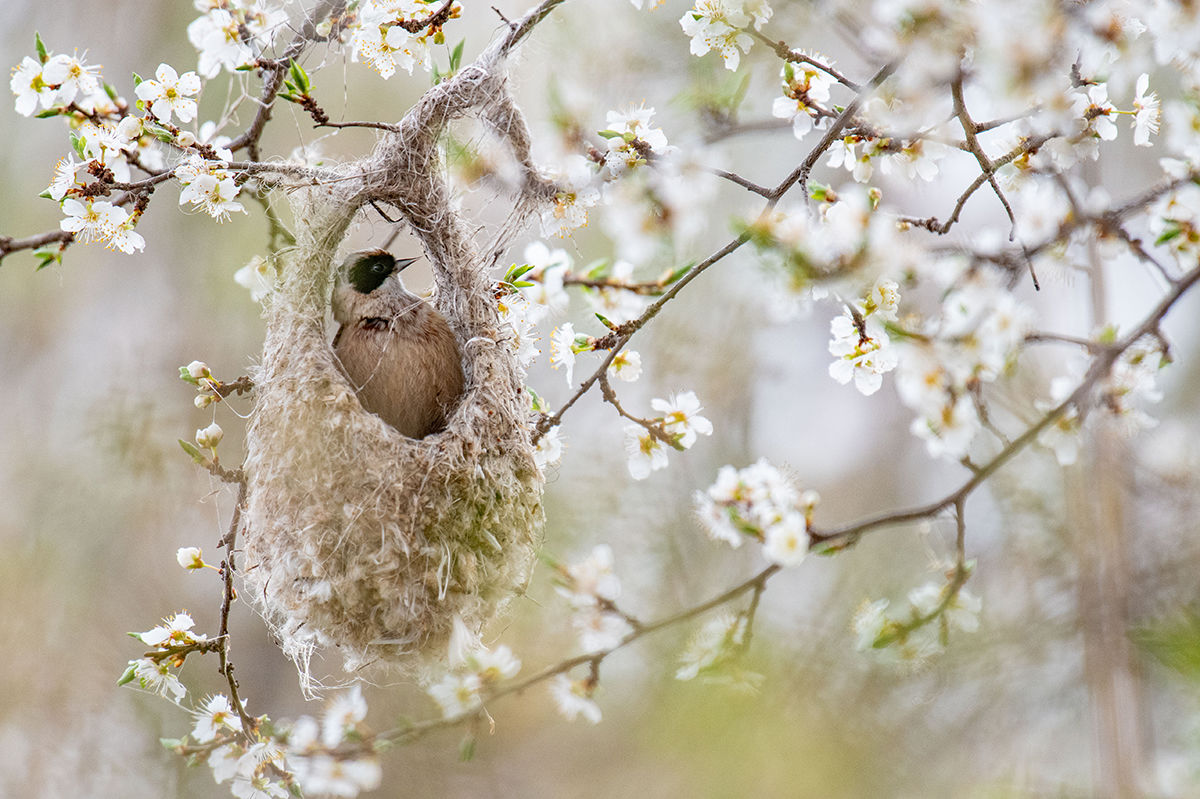 Művészi fészekben hűtlen szülők – a függőcinege