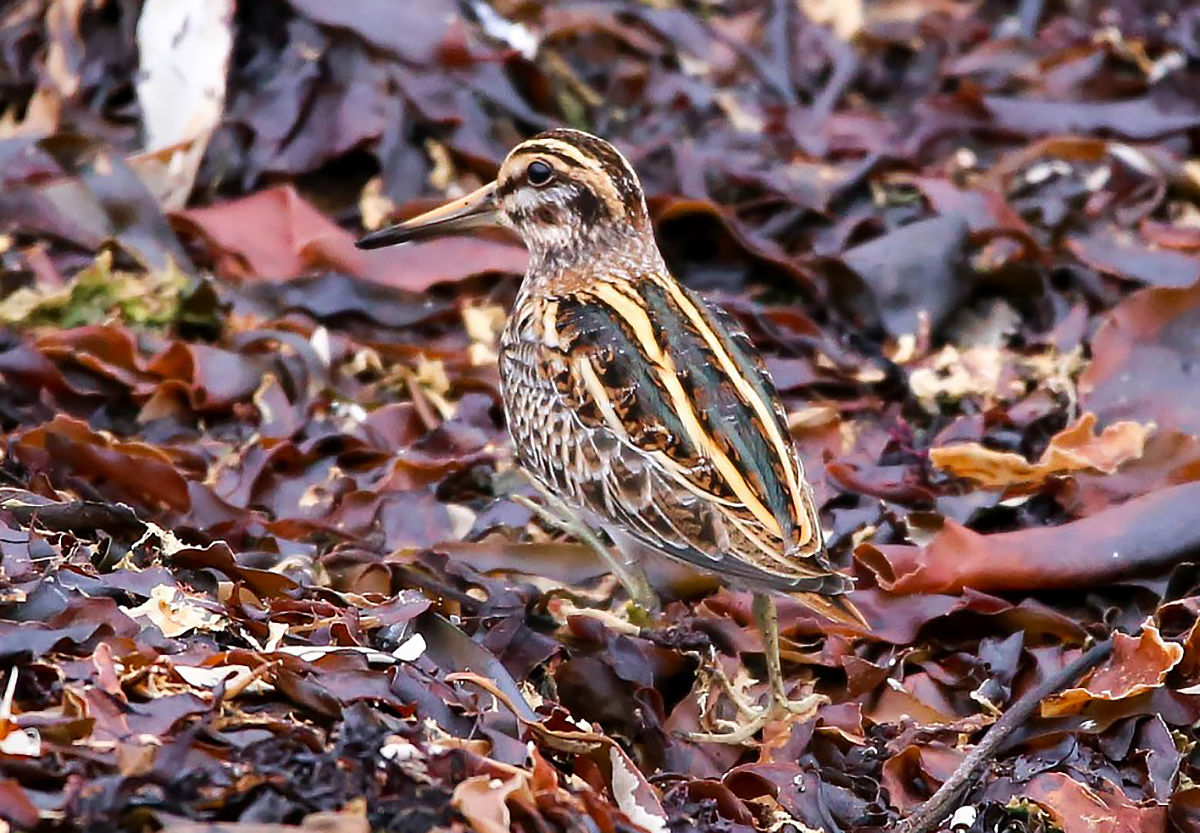 Kis sárszalonka a Csaba-réten