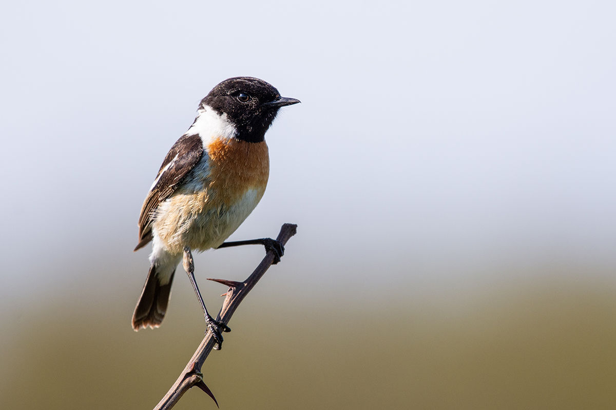 Sorra érkeznek vissza az énekesmadarak a Csanádi pusztákra