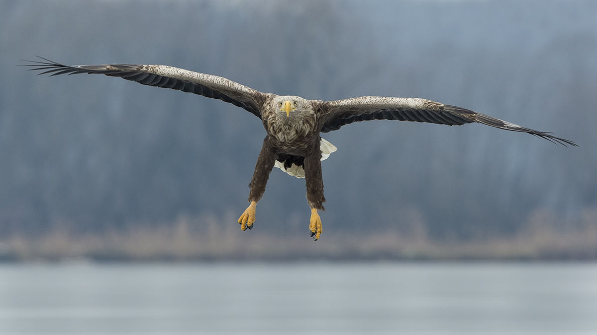 A rétisasok már kitatarozták fészkeiket és megkezdték a költést