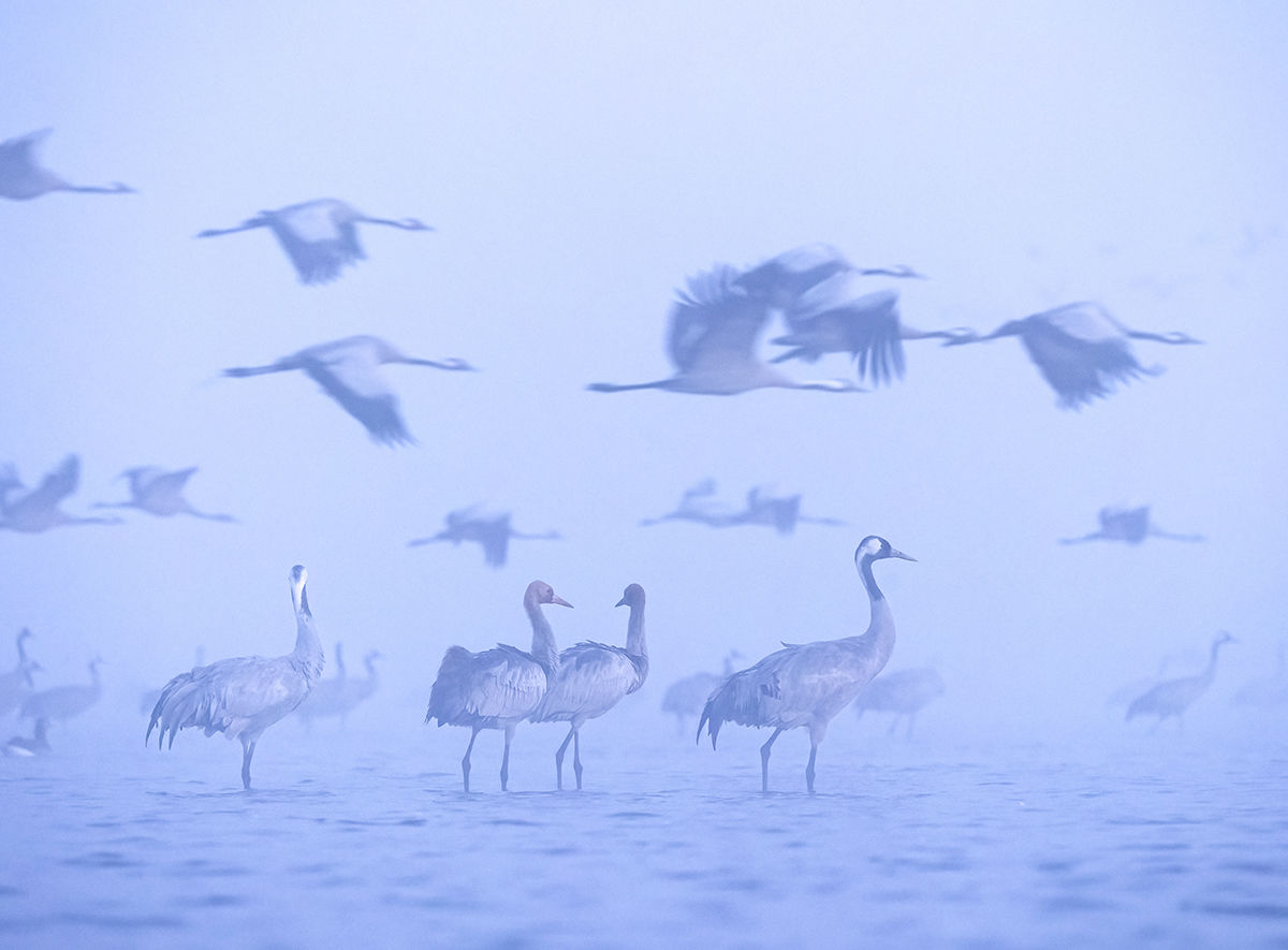 Hóval és faggyal dacolva is kitartanak a darvak Kardoskúton
