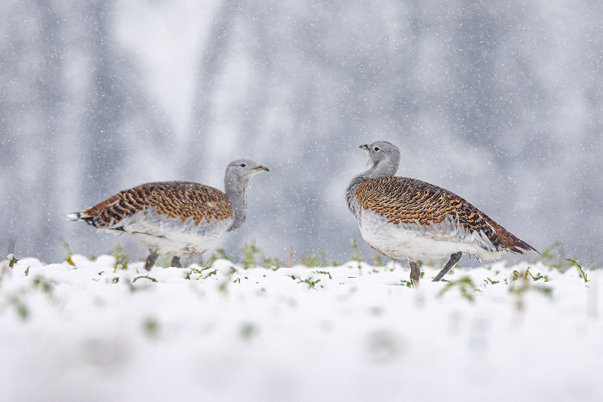 Rekordszámú túzokot regisztráltak Dévaványa térségében
