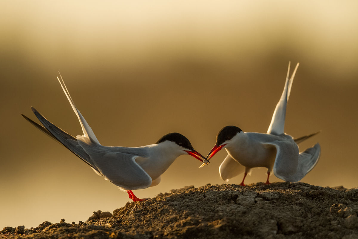 Költőszigetet kaptak a küszvágó csérek