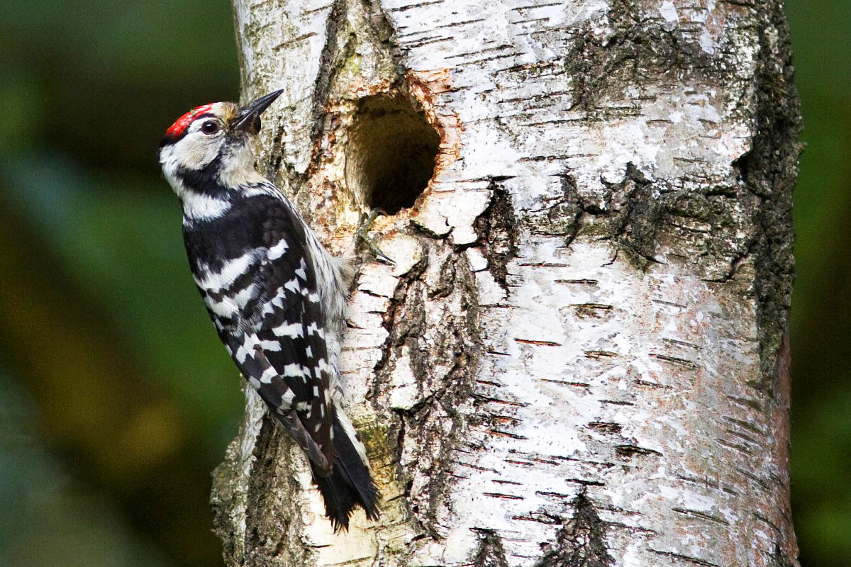 A kis fakopáncsról röviden