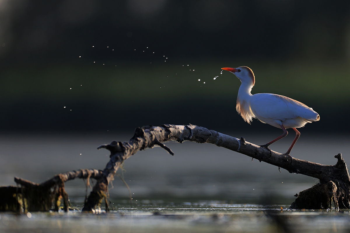 Pásztorgémek Drávaszentesen