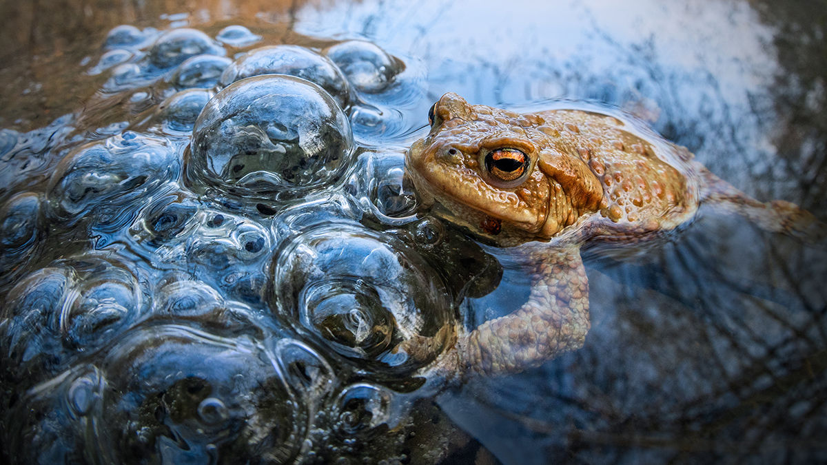 Barna varangyot figyeltek meg a Holt-Sebes-Körös partján