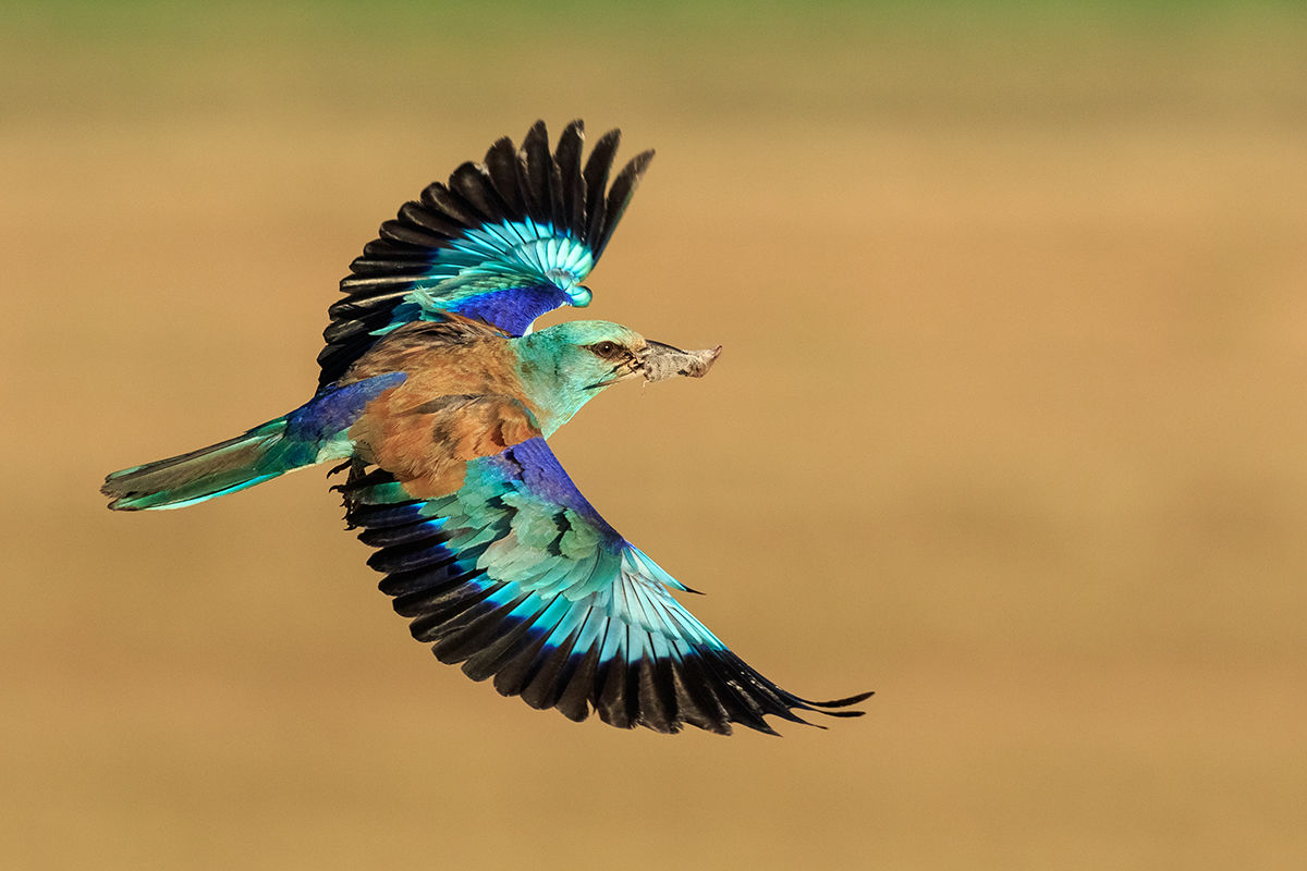 A Dévaványai-Ecsegi pusztákra megérkeztek az első szalakóták