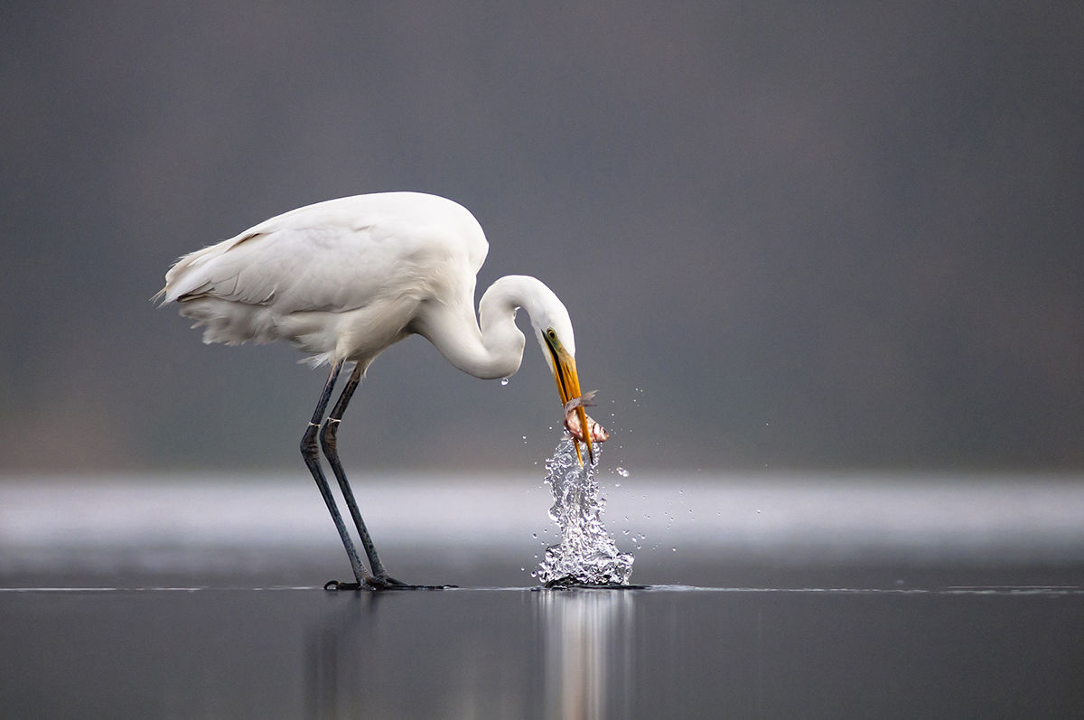 Jégtáblákról lesnek zsákmányra a madarak a Maroson