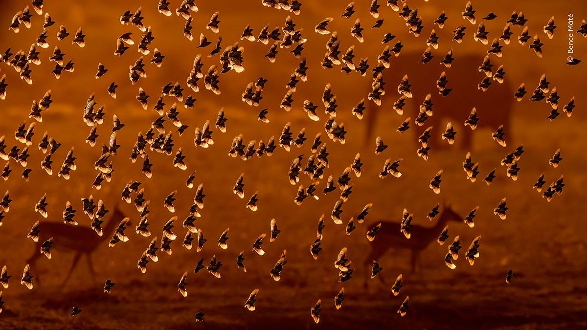 Máté Bence ismét a világ legjobbjai között – újra esélyes a Wildlife Photographer of the Year fődíjára